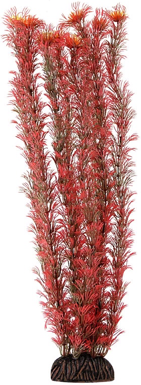 Растение "Амбулия" красная, 400мм, (пакет)