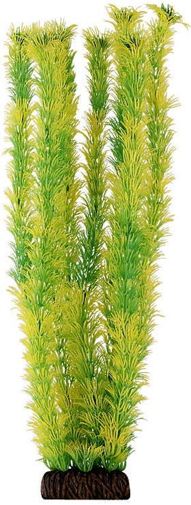 Растение "Амбулия" жёлто-зеленая, 400мм, Laguna