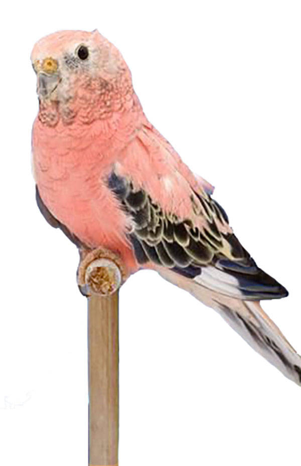Розовобрюхий травяной попугайчик (Боурка)