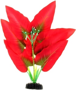 Шелковое растение Криптокорина красно-зеленая 30см